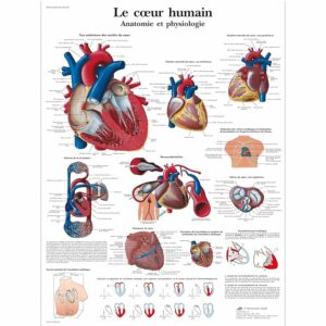 3B Scientific Cuore Umano Tavola Didattica Anatomica su Carta Laminata