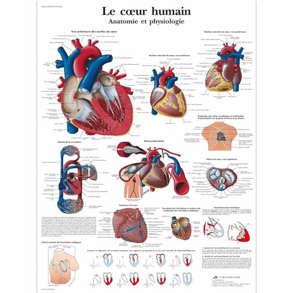 3B Scientific Cuore Umano Tavola Didattica Anatomica su Carta Laminata