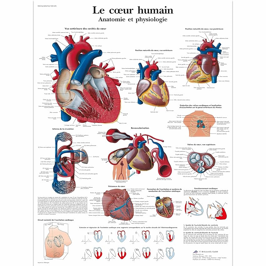 3B Scientific Cuore Umano Tavola Didattica Anatomica su Carta Laminata 3B Scientific Cuore Umano Tavola Didattica Anatomica su Carta Laminata