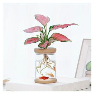 1 vaso da fiori idroponico trasparente: moderno